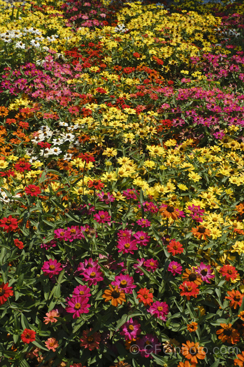 Dwarf zinnias (<i>Zinnia elegans 'Profusion' series</i>), these large-flowered, single to semi-double, dwarf plants are typical of modern bedding zinnias, with a stocky habit, good rain-resistance and vibrant flower colours. Order: Asterales, Family: Asteraceae