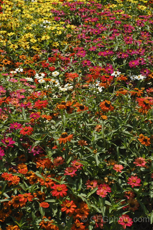 Dwarf zinnias (<i>Zinnia elegans 'Profusion' series</i>), these large-flowered, single to semi-double, dwarf plants are typical of modern bedding zinnias, with a stocky habit, good rain-resistance and vibrant flower colours. Order: Asterales, Family: Asteraceae