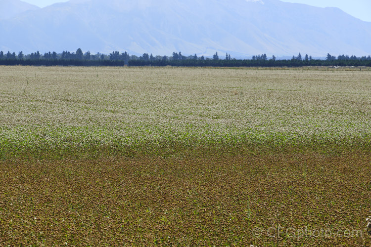 A field of White Clover (<i>Trifolium repens</i>) at he point where the seedpods are starting to mature. This European species widely grown in pastures as fodder, for its nitrogen fixing properties and for honey production. This crop is being grown for seed production. trifolium-3369htm'>Trifolium.
