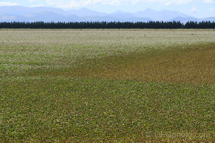 A field of White Clover (<i>Trifolium repens</i>) at he point where the seedpods are starting to mature. This European species widely grown in pastures as fodder, for its nitrogen fixing properties and for honey production. This crop is being grown for seed production. trifolium-3369htm'>Trifolium.