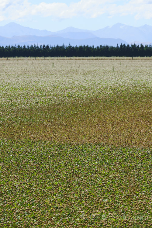 A field of White Clover (<i>Trifolium repens</i>) at he point where the seedpods are starting to mature. This European species widely grown in pastures as fodder, for its nitrogen fixing properties and for honey production. This crop is being grown for seed production. trifolium-3369htm'>Trifolium.