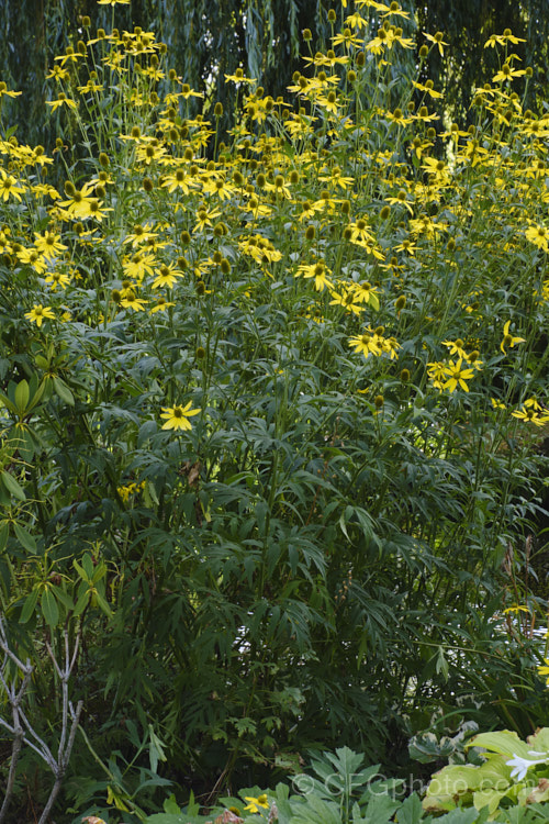 Rudbeckia laciniata, a North American perennial that grows to as much as 3m high. It flowers in late summer and early autumn. rudbeckia-2220htm'>Rudbeckia.