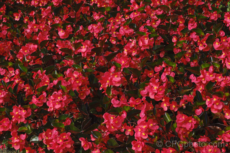 Begonia semperflorens-cultorum 'Dragon Wing'. Red, one of the many semperflorens hybrids. Derived from several fibrous-rooted species, these small-flowered hybrids occur in green- and red-leaved forms and in a range of flower colours. Although perennial, they are frost-tender and are usually treated as annuals. Order: Cucurbitales, Family: Begoniaceae