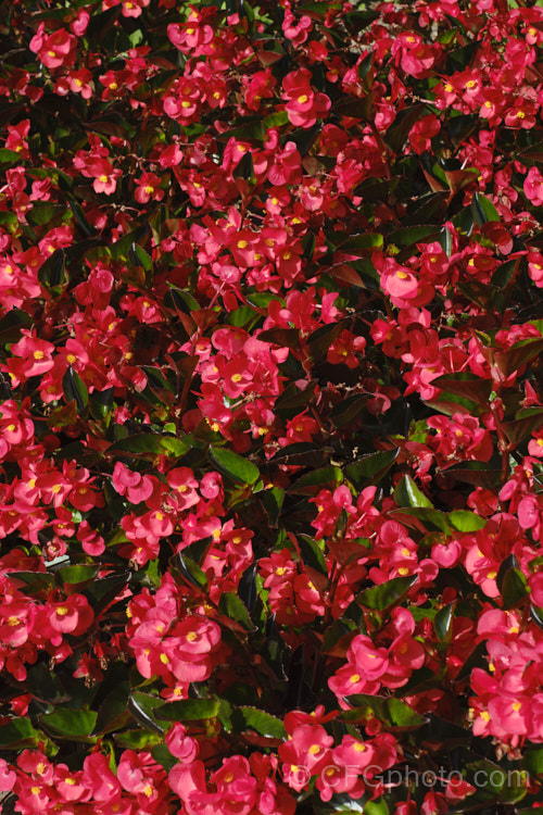 Begonia semperflorens-cultorum 'Dragon Wing' Red, one of the many semperflorens hybrids. Derived from several fibrous-rooted species, these small-flowered hybrids occur in green- and red-leaved forms and in a range of flower colours. Although perennial, they are frost-tender and are usually treated as annuals. Order: Cucurbitales, Family: Begoniaceae