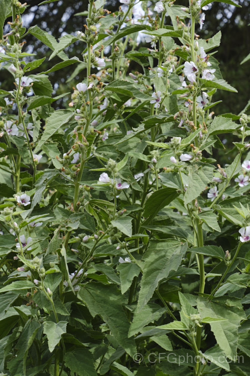 Marsh. Mallow or White Mallow (<i>Althaea officinalis</i>), 2m tall summer-flowering European perennial. The flowers open very pale mauve but soon fade to near white. Pink-flowered forms are common. Marsh. Mallow is widely used in herbal medicines. althaea-2323htm'>Althaea.