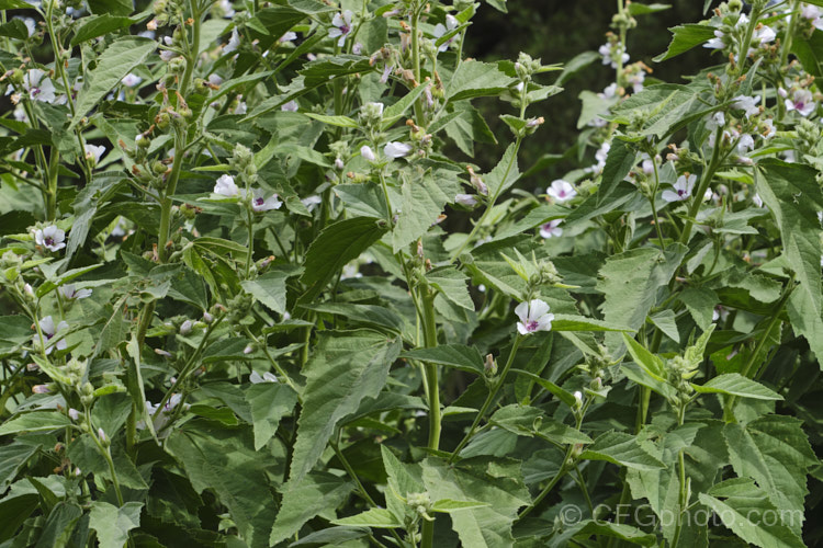 Marsh. Mallow or White Mallow (<i>Althaea officinalis</i>), 2m tall summer-flowering European perennial. The flowers open very pale mauve but soon fade to near white. Pink-flowered forms are common. Marsh. Mallow is widely used in herbal medicines. althaea-2323htm'>Althaea.