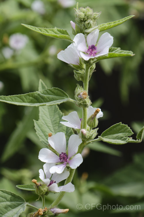 Marsh. Mallow or White Mallow (<i>Althaea officinalis</i>), 2m tall summer-flowering European perennial. The flowers open very pale mauve but soon fade to near white. Pink-flowered forms are common. Marsh. Mallow is widely used in herbal medicines. althaea-2323htm'>Althaea.