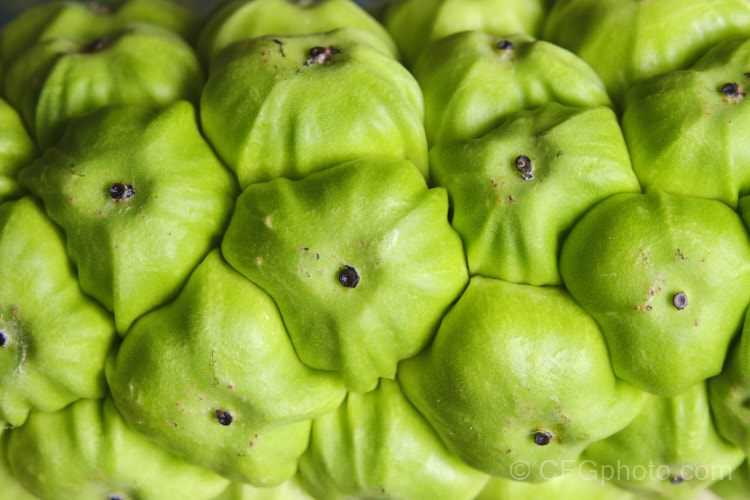 The fruit of one of the many Zantedeschia x hybrida cultivars. Typical of Zantedeschia fruits, it is a compound head composed of many smaller fruits each of which contains up to three seeds.