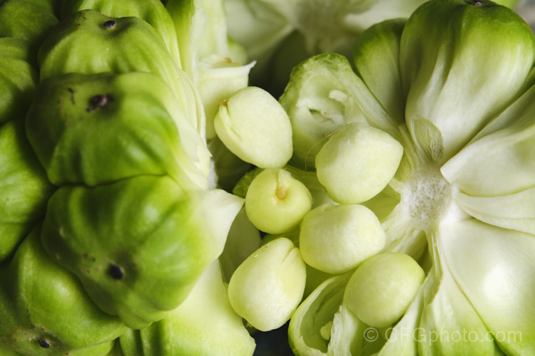 The opened fruit of one of the many Zantedeschia x hybrida cultivars. Typical of Zantedeschia fruits, it is a compound head composed of many smaller fruits each of which contains up to three of the seeds shown here.