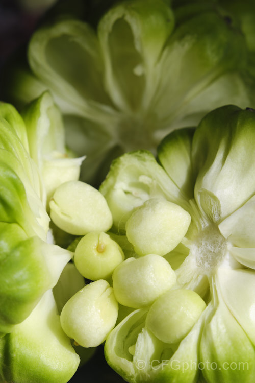 The opened fruit of one of the many Zantedeschia x hybrida cultivars. Typical of Zantedeschia fruits, it is a compound head composed of many smaller fruits each of which contains up to three of the seeds shown here.