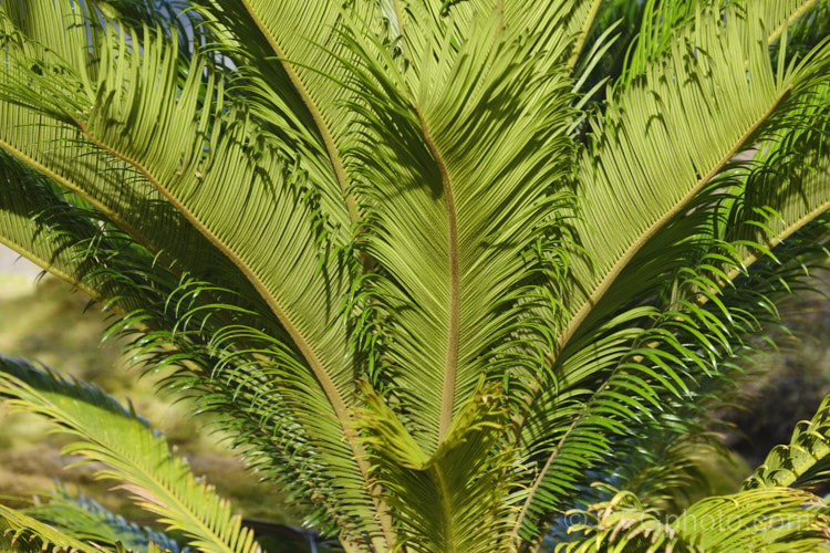 Undersides of the foliage of the Sago Palm (<i>Cycas revoluta</i>), an ancient gymnosperm (conifer relative</i>) native to southern Japan and one of the hardiest and most widely grown cycads. Despite its appearance, it is not related to the palms or ferns. Order: Cycadales, Family: Cycadaceae