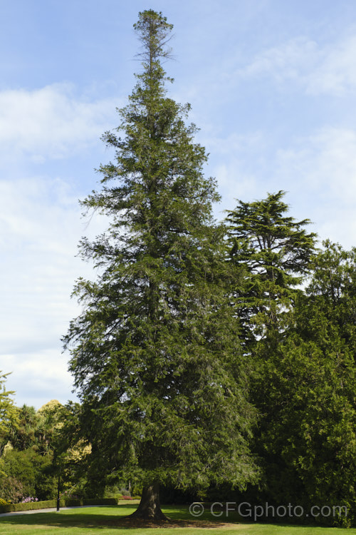 West Himalayan Fir (<i>Abies pindrow</i>), a 40m tall tree native, as the name suggests, to the western Himalayas. The needles are long for a fir. Order: Pinales, Family: Pinaceae