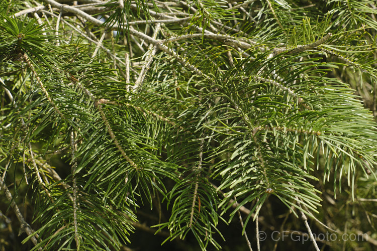 West Himalayan Fir (<i>Abies pindrow</i>), a 40m tall tree native, as the name suggests, to the western Himalayas. The needles are long for a fir. Order: Pinales, Family: Pinaceae