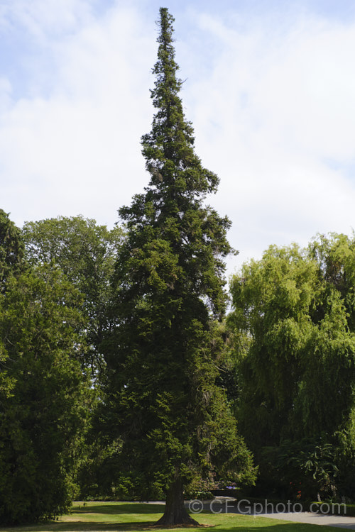 Gambles Fir (<i>Abies pindrow</i> var. <i>brevifolia</i> [syns. <i>Abies gamblei</i>, <i>Abies pseudochensiensis</i>]), a, narrow, very erect, short-leaved natural variety of the West Himalayan Fir, a 40m tall tree native, as the name suggests, to the western Himalayas. Order: Pinales, Family: Pinaceae