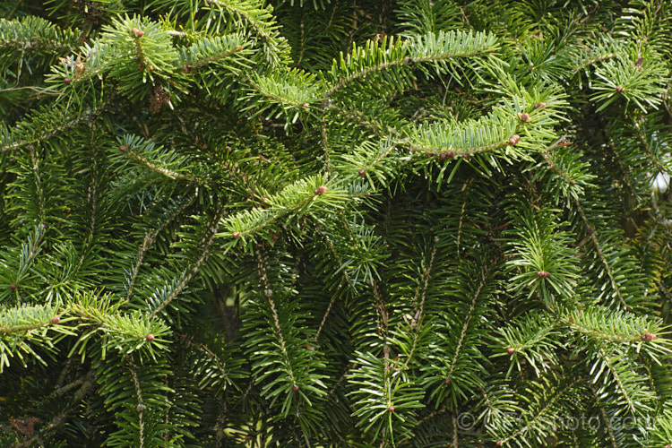 Gambles Fir (<i>Abies pindrow</i> var. <i>brevifolia</i> [syns. <i>Abies gamblei</i>, <i>Abies pseudochensiensis</i>]), a, narrow, very erect, short-leaved natural variety of the West Himalayan Fir, a 40m tall tree native, as the name suggests, to the western Himalayas. Order: Pinales, Family: Pinaceae