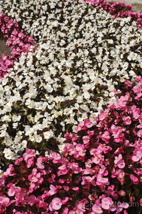 Bedding Begonias or Wax Begonias (<i>Begonia semperflorens-cultorum hybrids</i>), derived from several fibrous-rooted species, these small-flowered hybrids occur in green- and red-leaved forms and in a range of flower colours. Although perennial, they are frost-tender and are usually treated as annuals. Order: Cucurbitales, Family: Begoniaceae