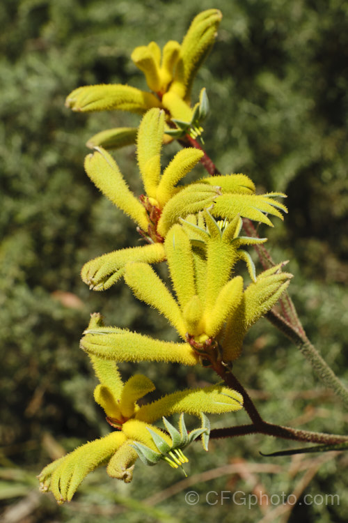 Anigozanthos 'Bush Gold', one of the popular 'bush' series of Kangaroo. Paws, hybrids of Western Australian perennials. anigozanthos-2340htm'>Anigozanthos. <a href='haemodoraceae-plant-family-photoshtml'>Haemodoraceae</a>.