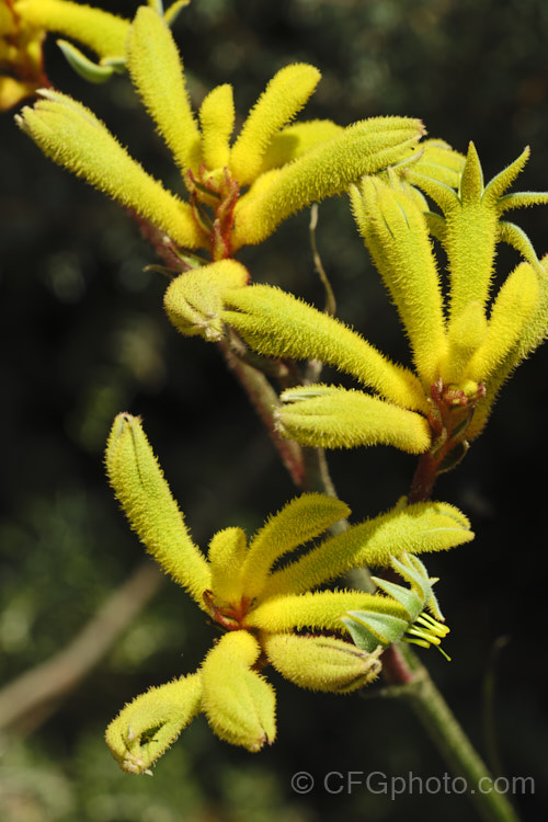 Anigozanthos 'Bush Gold', one of the popular 'bush' series of Kangaroo. Paws, hybrids of Western Australian perennials. anigozanthos-2340htm'>Anigozanthos. <a href='haemodoraceae-plant-family-photoshtml'>Haemodoraceae</a>.