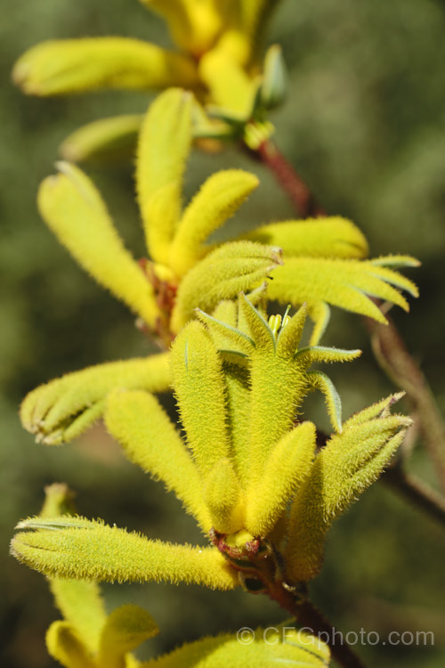 Anigozanthos 'Bush Gold', one of the popular 'bush' series of Kangaroo. Paws, hybrids of Western Australian perennials. anigozanthos-2340htm'>Anigozanthos. <a href='haemodoraceae-plant-family-photoshtml'>Haemodoraceae</a>.