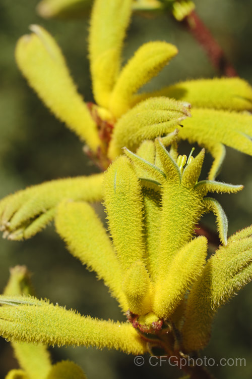 Anigozanthos 'Bush Gold', one of the popular 'bush' series of Kangaroo. Paws, hybrids of Western Australian perennials. anigozanthos-2340htm'>Anigozanthos. <a href='haemodoraceae-plant-family-photoshtml'>Haemodoraceae</a>.