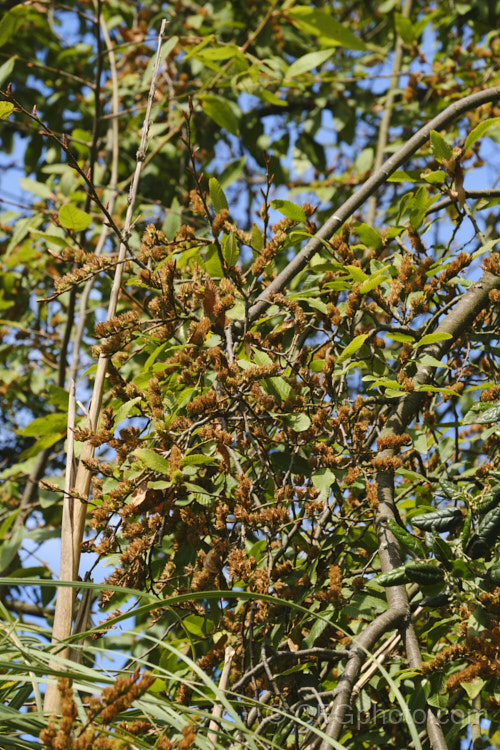 Patagonian Oak or Roble Beech (<i>Lophozonia obliqua [syn. Nothofagus obliqua]), a deciduous tree native to Chile and Argentina. It grows to 50m tall and has conspicuous green fruits in early summer. They dry to this brown shade when ripe and ready to split. lophozonia-2516htm'>Lophozonia. <a href='nothofagaceae-plant-family-photoshtml'>Nothofagaceae</a>.