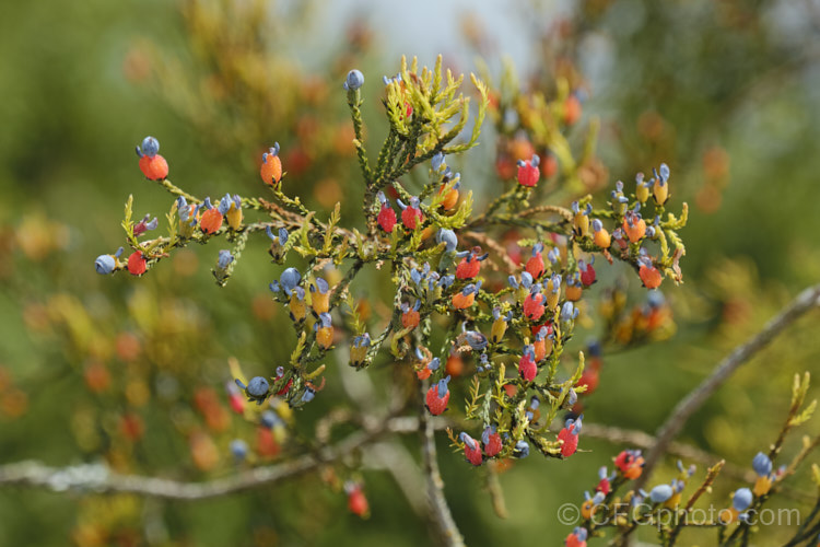 The mature fruits of Kahikatea (<i>Dacrycarpus dacrydioides [syn. Podocarpus dacrydioides]), an evergreen New Zealand conifer up to 65m tall It prefers damp soil and develops extensive buttress and surface roots. dacrycarpus-2675htm'>Dacrycarpus. <a href='podocarpaceae-plant-family-photoshtml'>Podocarpaceae</a>.