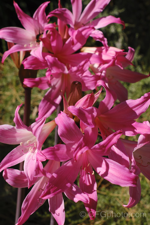 Belladonna Lily or Naked Ladies (<i>Amaryllis belladonna</i>), an autumn-flowering bulb native to South Africa. The flowers, which are on stems up to 1m tall, appear before the foliage develops. Order: Asparagales, Family: Amaryllidaceae