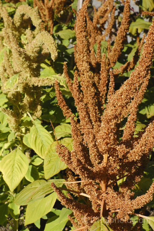 Amaranthus 'Sunset Dwarf', a hybrid strain of small grain amaranths derived mainly from Amaranthus cruentus, a pseudocereal native to Central America. Its flower- and seedheads show a range of colours from very pale, through gold to red and the plants are less than 1m tall Order: Caryophyllales, Family: Amaranthaceae