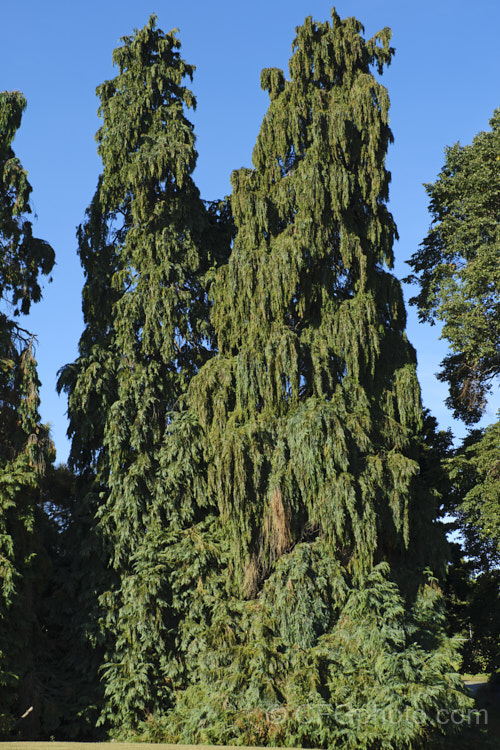 Nootka Cypress or Yellow Cypress (<i>Xanthocyparis nootkatensis [syns. Cupressus nootkatensis, Chamaecyparis nootkatensis</i>), a broad-based pyramidal tree to 40m tall. Native to northwestern North America, it thrives in areas with cool, fairly moist summers. Order: Pinales, Family: Cupressaceae