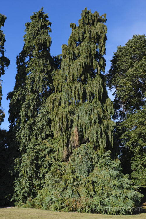 Nootka Cypress or Yellow Cypress (<i>Xanthocyparis nootkatensis [syns. Cupressus nootkatensis, Chamaecyparis nootkatensis</i>), a broad-based pyramidal tree to 40m tall. Native to northwestern North America, it thrives in areas with cool, fairly moist summers. Order: Pinales, Family: Cupressaceae