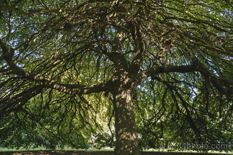 Under the canopy of a giant. Camperdown Elm (<i>Ulmus glabra 'Camperdownii'), a form of the Scotch Elm or Wych Elm that develops into a wide-spreading, dome-shaped tree that forms an umbrella-like canopy. Order: Rosales, Family: Ulmaceae