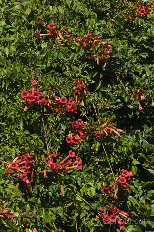 Trumpet Creeper (<i>Campsis radicans</i>), a deciduous, summer-flowering climber from the south-eastern United States. It climbs using aerial roots and often suckers heavily to form a dense thicket over time. Its flowers have a relatively longer, narrower tube that those. Campsis grandiflora and are red rather than orange. Order: Lamiales, Family: Bignoniaceae