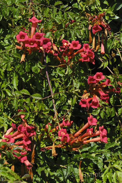 Trumpet Creeper (<i>Campsis radicans</i>), a deciduous, summer-flowering climber from the south-eastern United States. It climbs using aerial roots and often suckers heavily to form a dense thicket over time. Its flowers have a relatively longer, narrower tube that those. Campsis grandiflora and are red rather than orange. Order: Lamiales, Family: Bignoniaceae