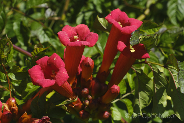 Trumpet Creeper (<i>Campsis radicans</i>), a deciduous, summer-flowering climber from the south-eastern United States. It climbs using aerial roots and often suckers heavily to form a dense thicket over time. Its flowers have a relatively longer, narrower tube that those. Campsis grandiflora and are red rather than orange. Order: Lamiales, Family: Bignoniaceae