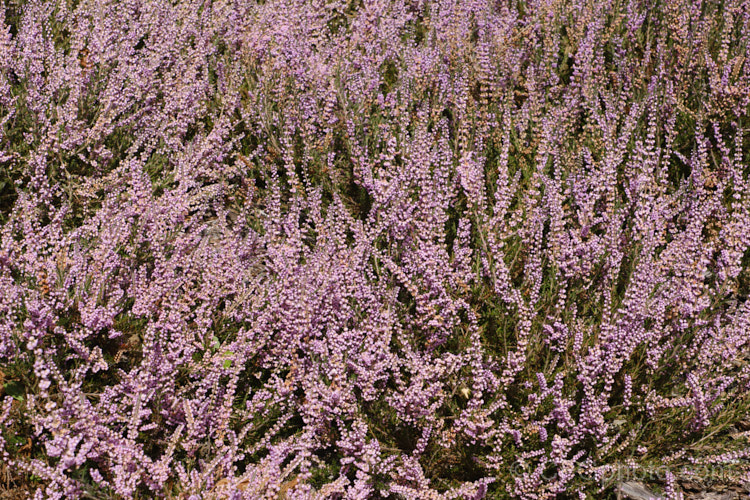 Calluna vulgaris 'Annemarie', a double-flowered cultivar of Scotch heather or ling. It is one of the most popular cultivars and is often used as a cut flower. It was received an Award of Garden. Merit (<i>AGM) from the Royal Horticultural. Society. calluna-2108htm'>Calluna. Order: Ericales, Family: Ericaceae