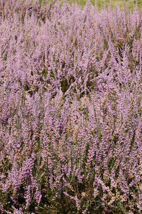 Calluna vulgaris 'Annemarie', a double-flowered cultivar of Scotch heather or ling. It is one of the most popular cultivars and is often used as a cut flower. It was received an Award of Garden. Merit (<i>AGM) from the Royal Horticultural. Society. calluna-2108htm'>Calluna. Order: Ericales, Family: Ericaceae