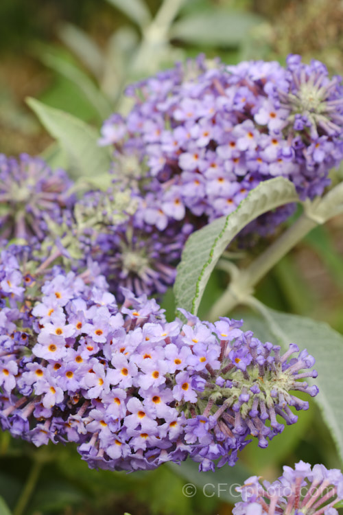 Buddleja 'Glasnevin', a probable. Buddleja davidii x Buddleja fallowiana hybrid raised by John Dalrymple at Lochinch, Scotland. This butterfly bush has fairly short, rather broad flower spikes that sometimes branch at the base. It is a tough and adaptable plant that blooms heavily over a long season. buddleja-2053htm'>Buddleja. <a href='scrophulariaceae-plant-family-photoshtml'>Scrophulariaceae</a>.