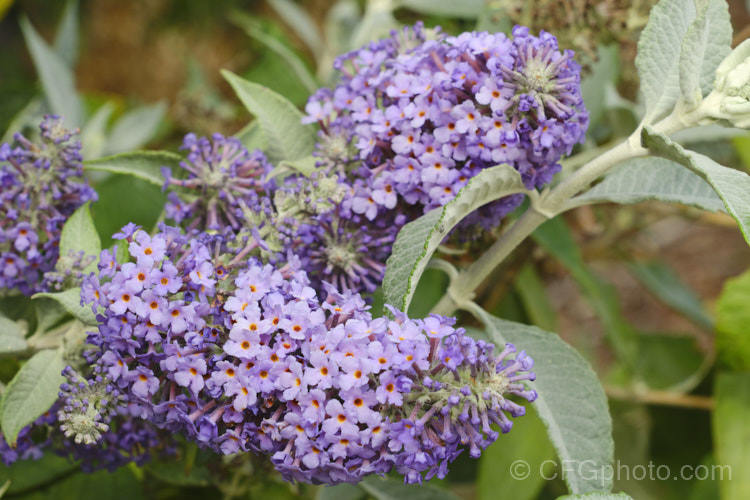 Buddleja 'Glasnevin', a probable. Buddleja davidii x Buddleja fallowiana hybrid raised by John Dalrymple at Lochinch, Scotland. This butterfly bush has fairly short, rather broad flower spikes that sometimes branch at the base. It is a tough and adaptable plant that blooms heavily over a long season. buddleja-2053htm'>Buddleja. <a href='scrophulariaceae-plant-family-photoshtml'>Scrophulariaceae</a>.