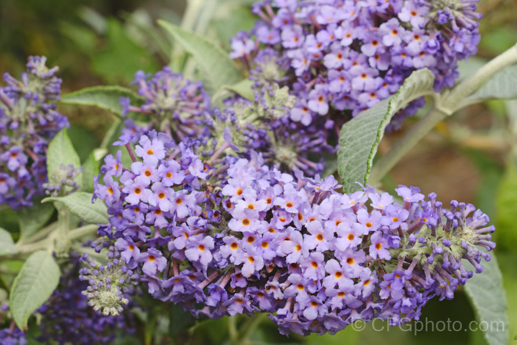 Buddleja 'Glasnevin', a probable. Buddleja davidii x Buddleja fallowiana hybrid raised by John Dalrymple at Lochinch, Scotland. This butterfly bush has fairly short, rather broad flower spikes that sometimes branch at the base. It is a tough and adaptable plant that blooms heavily over a long season. buddleja-2053htm'>Buddleja. <a href='scrophulariaceae-plant-family-photoshtml'>Scrophulariaceae</a>.