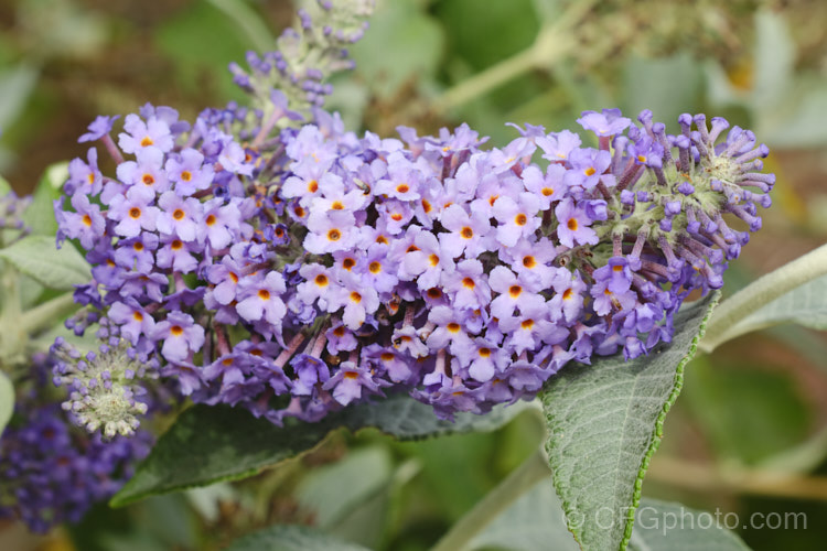 Buddleja 'Glasnevin', a probable. Buddleja davidii x Buddleja fallowiana hybrid raised by John Dalrymple at Lochinch, Scotland. This butterfly bush has fairly short, rather broad flower spikes that sometimes branch at the base. It is a tough and adaptable plant that blooms heavily over a long season. buddleja-2053htm'>Buddleja. <a href='scrophulariaceae-plant-family-photoshtml'>Scrophulariaceae</a>.