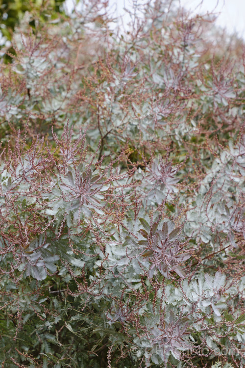 <i>Acacia baileyana</i> 'Purpurea', a form of Cootamundra wattle with purple-tinted new growth and flower buds. The flowers are often a deeper yellow than those of the species. Order: Fabales, Family: Fabaceae