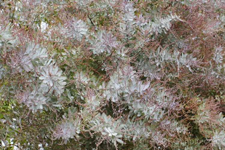 <i>Acacia baileyana</i> 'Purpurea', a form of Cootamundra wattle with purple-tinted new growth and flower buds. The flowers are often a deeper yellow than those of the species. Order: Fabales, Family: Fabaceae