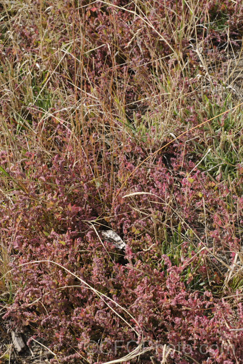 Orache (<i>Atriplex prostrata</i>), a coastal and estuarine perennial that is quite variable in appearance depending on its exposure to sun, wind and salt. In an exposed coastal position, it is often very low-growing and in full sun may develop this strong red tint in late summer and autumn. The clustered flowerheads also have a red tint Eurasian in origin, it is now widely naturalised. atriplex-3513htm'>Atriplex. Order: Caryophyllales, Family: Amaranthaceae