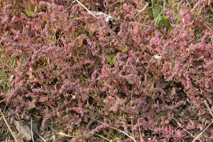 Orache (<i>Atriplex prostrata</i>), a coastal and estuarine perennial that is quite variable in appearance depending on its exposure to sun, wind and salt. In an exposed coastal position, it is often very low-growing and in full sun may develop this strong red tint in late summer and autumn. The clustered flowerheads also have a red tint Eurasian in origin, it is now widely naturalised. atriplex-3513htm'>Atriplex. Order: Caryophyllales, Family: Amaranthaceae