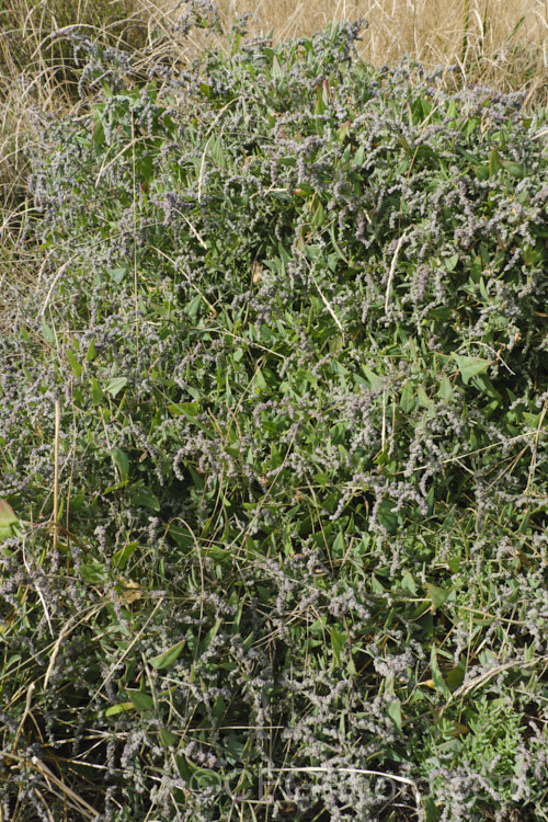 Orache (<i>Atriplex prostrata</i>), a coastal and estuarine perennial that is quite variable in appearance depending on its exposure to sun, wind and salt. In an exposed coastal position, it is often very low-growing, but as this example shows, it can scramble and gain some height. The foliage is grey-green with a red tint to the stems and leaf margins. The clustered flowerheads also have a red tint Eurasian in origin, it is now widely naturalised. atriplex-3513htm'>Atriplex. Order: Caryophyllales, Family: Amaranthaceae