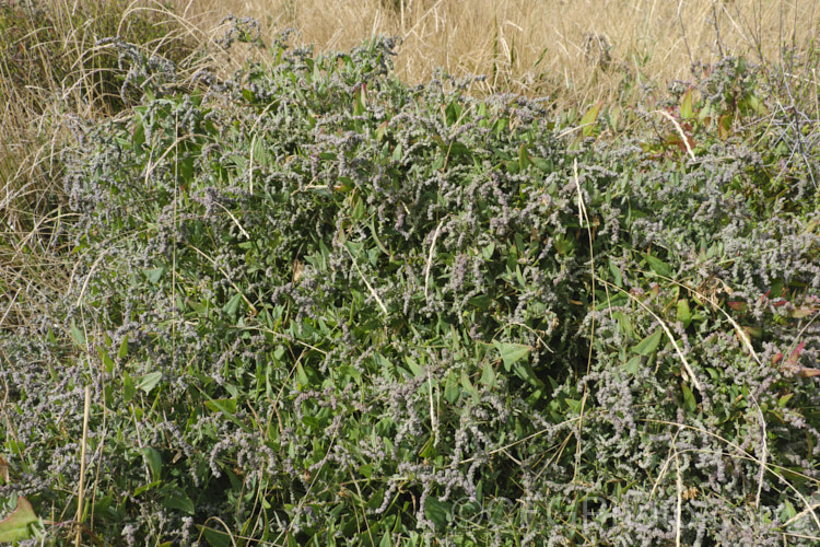 Orache (<i>Atriplex prostrata</i>), a coastal and estuarine perennial that is quite variable in appearance depending on its exposure to sun, wind and salt. In an exposed coastal position, it is often very low-growing, but as this example shows, it can scramble and gain some height. The foliage is grey-green with a red tint to the stems and leaf margins. The clustered flowerheads also have a red tint Eurasian in origin, it is now widely naturalised. atriplex-3513htm'>Atriplex. Order: Caryophyllales, Family: Amaranthaceae