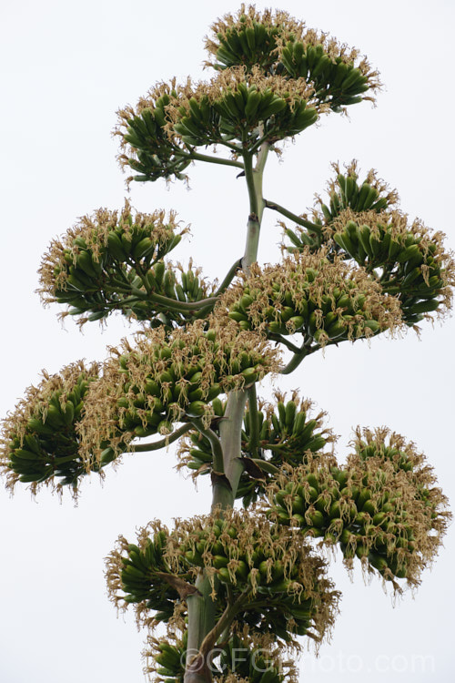 The fruiting head of the Golden-flowered Century Plant (<i>Agave chrysantha</i>), a rosette-forming succulent native to Arizona. The grey-green, spine-edged leaves are up to 75cm long and the flower stems can grow to 7m tall. The yellow flowers open from late summer and are followed by these seed capsules that may persist into early winter. Order: Asparagales, Family: Asparagaceae