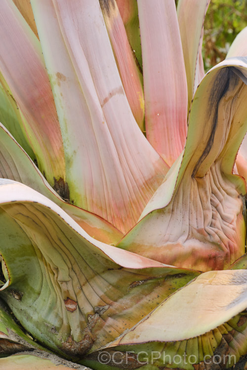 A rosette of the Golden-flowered Century Plant (<i>Agave chrysantha</i>) shrivelling and dying after flowering. This large succulent, native to Arizona has grey-green, spine-edged leaves up to 75cm long and the flower stems can grow to 7m tall. The yellow flowers open from late summer and the flowering rosette then dies, though offsets may develop and grow on Order: Asparagales, Family: Asparagaceae