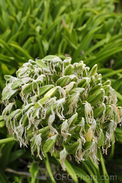 The seedheads of <i>Agapanthus praecox</i> with seed ready to fall. This fleshy-rooted, summer-flowering perennial is native to southern Africa. It has flower stems up to 1.2m tall and soon forms a large foliage clump. The leaves are evergreen and up to 70cm long. Order: Asparagales, Family: Amaryllidaceae