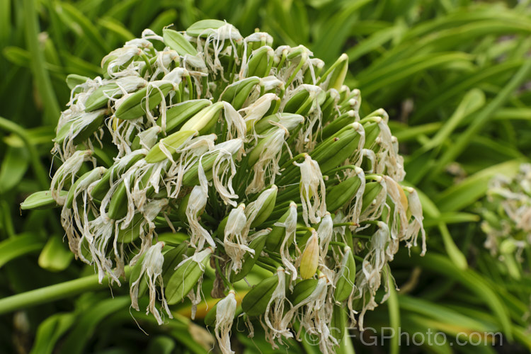 The seedheads of <i>Agapanthus praecox</i> with seed ready to fall. This fleshy-rooted, summer-flowering perennial is native to southern Africa. It has flower stems up to 1.2m tall and soon forms a large foliage clump. The leaves are evergreen and up to 70cm long. Order: Asparagales, Family: Amaryllidaceae